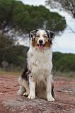 BERGER AUSTRALIEN 120